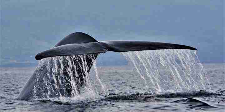 Delfine und Wale auf den Azoren – Eine Reise zwischen Naturerlebnis und Bewusstsein