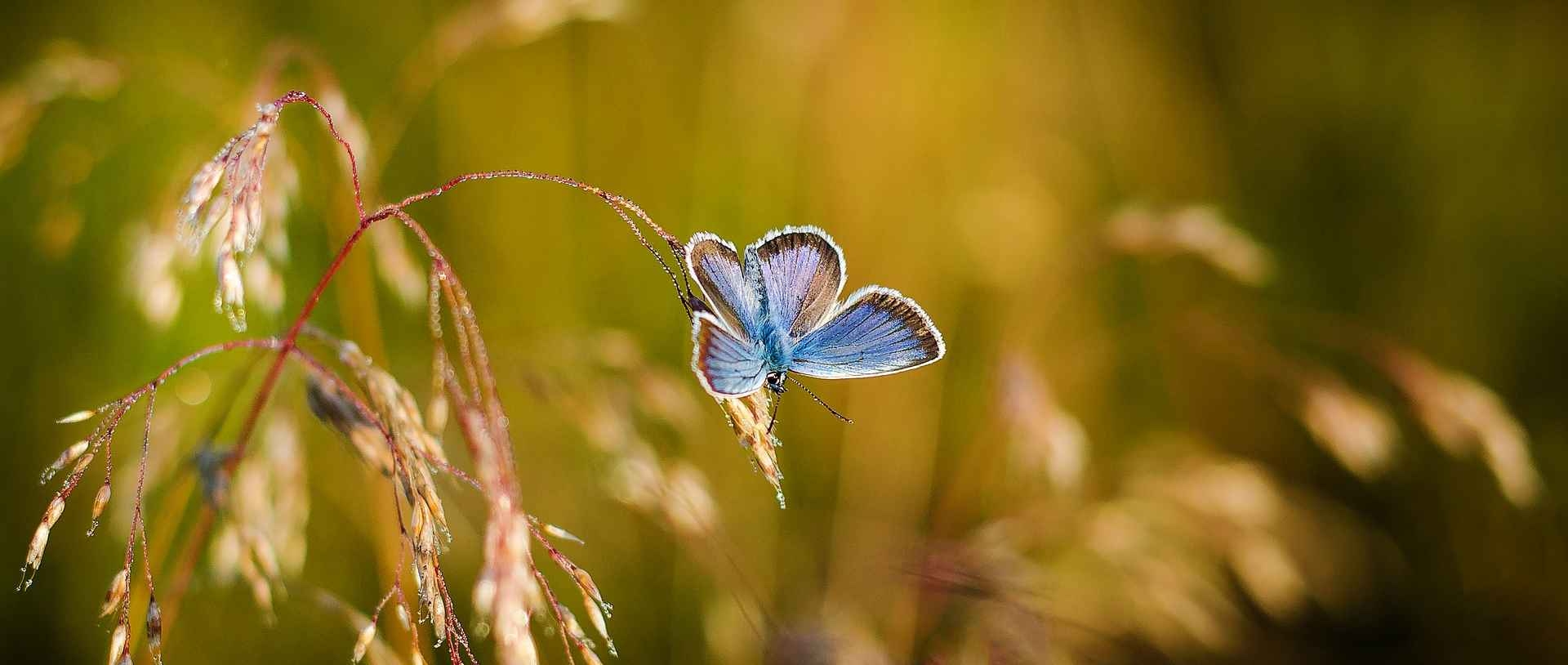 Den gemeinen Bläuling finden wir im Sommer oft auf Blumenwiesen oder auch in einem blütenreichen Garten.