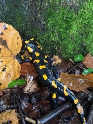 Kopp & Spangler Testimonial