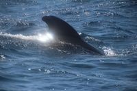 Kopp & Spangler Testimonial