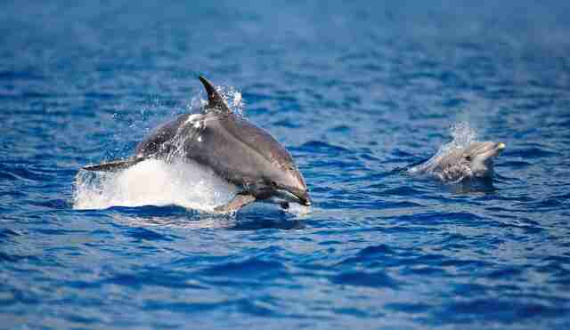 Bewusst reisen nach: Walbeobachtung Azoren